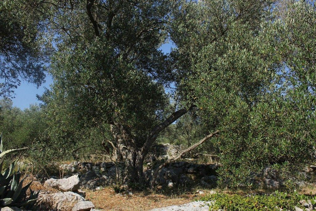 Secluded Fisherman'S Cottage Cove Magrovica - Telascica, Dugi Otok - 8142 Sali Εξωτερικό φωτογραφία